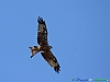Uccelli accipitriformi 31-Nibbio reale.jpg